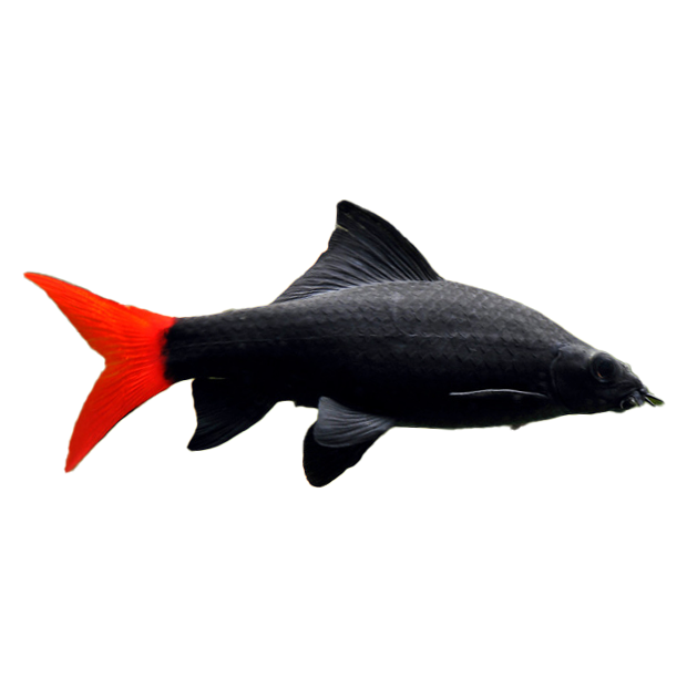 Imagem do peixe Labeo Bicolor